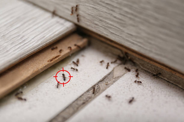 Best Rat Extermination Near Me  in Brookmont, MD