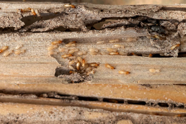 Best Commercial Pest Control Services  in Brookmont, MD
