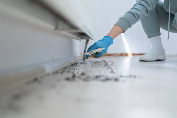 Best Pest Prevention Services  in Brookmont, MD